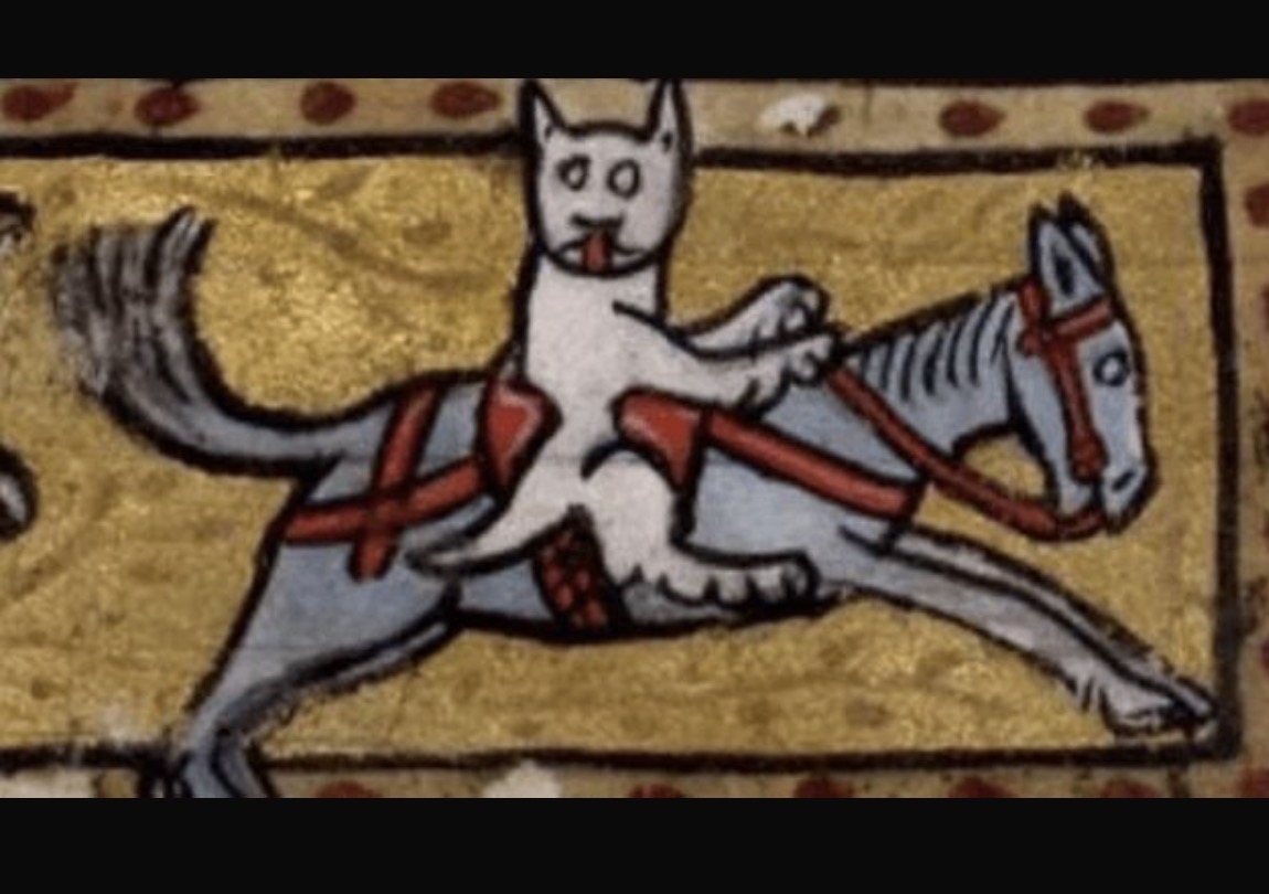 Cat riding a horse